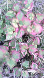 180(W)×320(H) 40.32