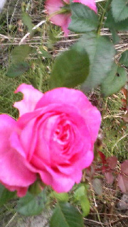 180(W)×320(H) 39.51