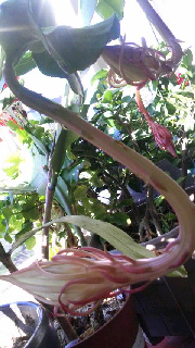 180(W)×320(H) 44.24