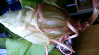 320(W)×180(H) 28.93