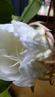 180(W)×320(H) 26.37