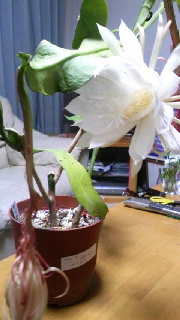 180(W)×320(H) 35.04