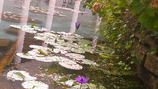 320(W)×180(H) 43.09