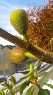 180(W)×320(H) 41.16