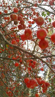 180(W)×320(H) 60.88